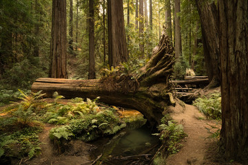 Wall Mural - Hiking path through a fern covered redwood forest in California