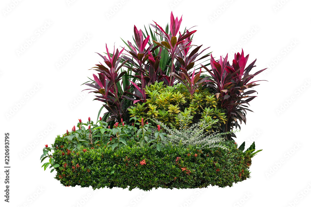 Tropical landscaping garden shrub with various types of plants, bush of foliage (cordyline, dracaena, croton) and flowering (Ixora, red button ginger) isolated on white background with clipping path. - obrazy, fototapety, plakaty 