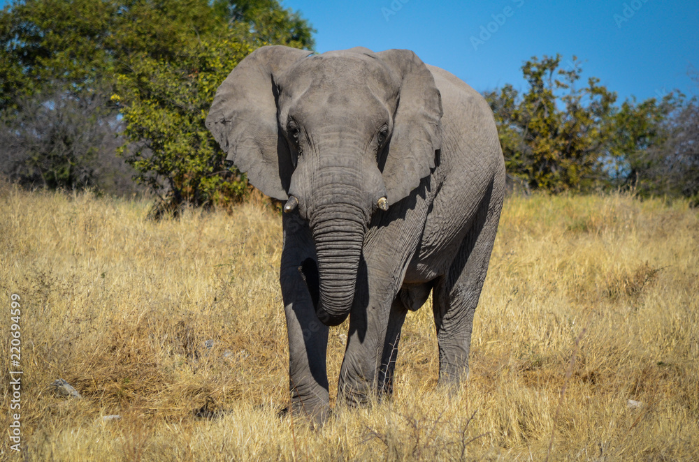 Akrikanischer Elefant