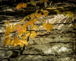 Yellow autumn leaves against textured stone wall