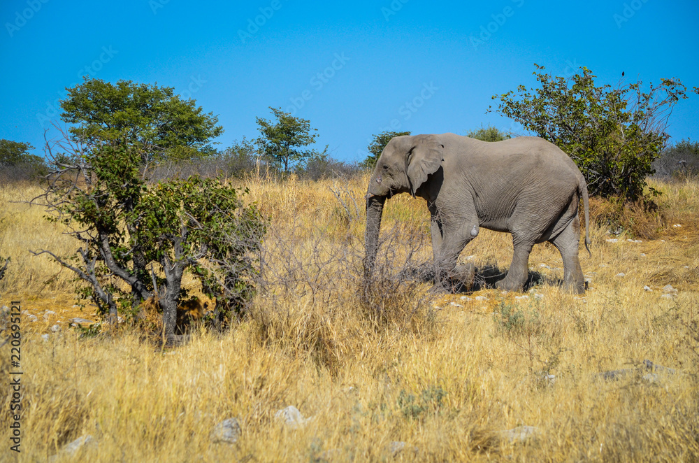 Elefant und getrarnter Löwe