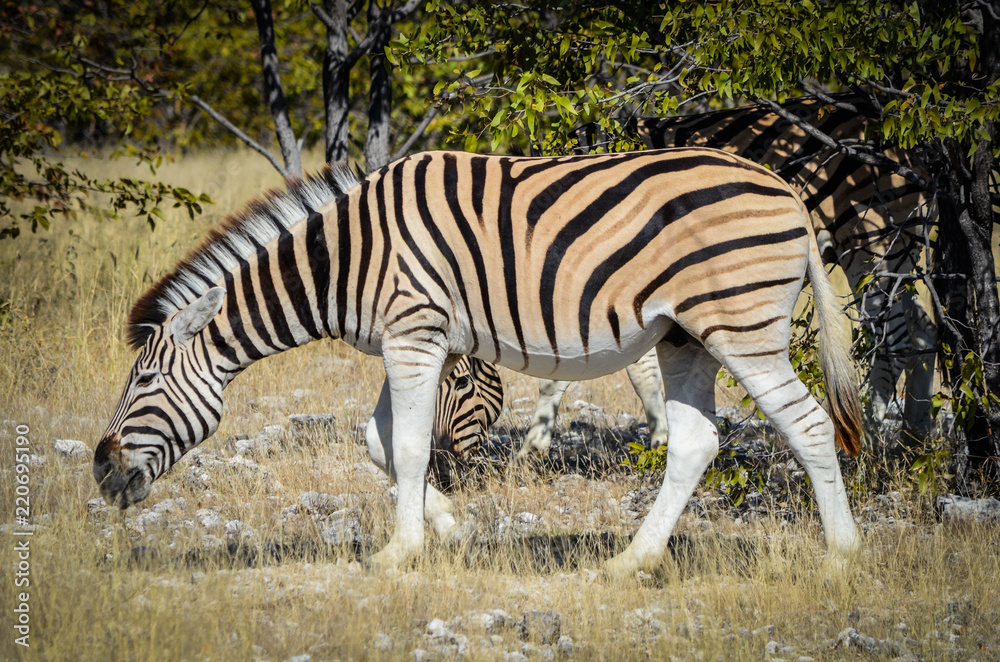 Steppenzebra