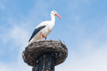 stork in the nest against the sky