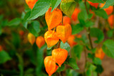 Fototapeta Miasta - Orange lanterns physalis among green leaves