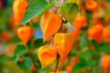 Orange Lanterns Physalis Among Green Leaves