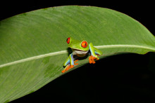 Red Eyed Tree Frog In Costa Rica