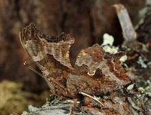 Grey Comma Butterfly (Polygonia Progne)