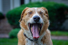 Big Dog Yawning