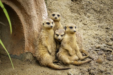 Wall Mural - Group of Meerkat (Suricata suricatta) on nature background. Wildlife Animals.