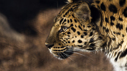 Wall Mural - close-up portrait of a leopard in profile