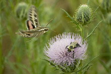 White-lined Sphinx Moth (Hyles Lineata) Sharing A Tall Thistle With A  Common Eastern Bumble Bee (Bombus Impatiens) In Guthrie Center, Iowa