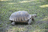 Fototapeta Sawanna - African spurred tortoise