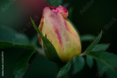 Fotografie, Obraz Macro shot of the Peace rose, formally Rosa 'Madame A