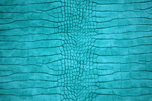 Luxury Genuine Turquoise Crocodile Skin Leather From Stomach Part Abstract Texture Background Beautiful Detail. 