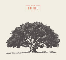 High Detail Vintage Fig Tree, Hand Drawn, Vector