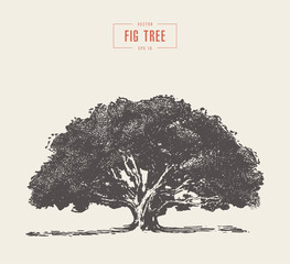 High detail vintage fig tree, hand drawn, vector