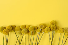 Yellow Craspedia Plant For Background