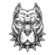 Pitbull head in black and white color style