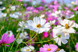Fototapeta Maki - White Cosmos Yellow stamens Among fields of colorful cosmos. There are bees are collecting nectar.