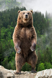 Fototapeta  - Big brown bear standing on his hind legs