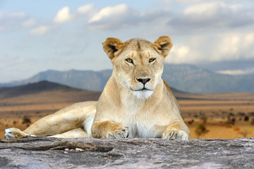 Canvas Print - African lion in the Park South Africa