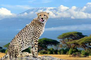 Wall Mural - wild african cheetah on kilimanjaro mount background