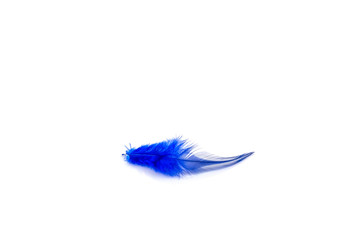 Blue feather on white background