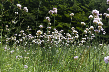 field with flowers in summer