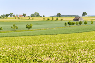 Wall Mural - agricultural scenery at spring time