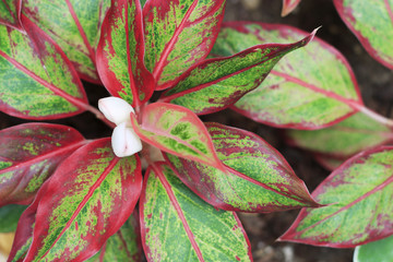 Canvas Print - Green and red leaves close-up, texture, background