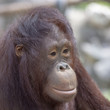 Portrait of sad Asian orangutan, closeup