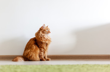 Poster - Portrait of a funny beautiful red fluffy cat with green eyes in the interior, pets