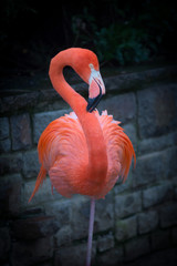 Fototapeta zwierzę ładny tropikalny woda ptak