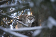 Close up Eurasian Lynx Lynx lynx in winter portrait hunting