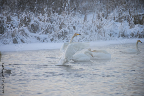 Fotografie, Obraz Beautiful white whooping swans swimming in the winter lake