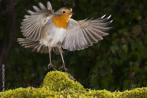 Cuadros en Lienzo robin (erithacus rubecula), landing, flight