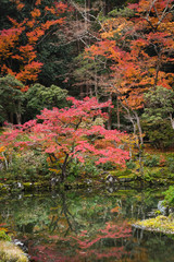 Wall Mural - Maple trees at Nara Park, Nara, Japan