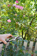© bildlove - Gardener deadheading roses with secateurs in summer