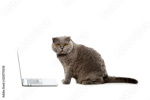 Grey British Shorthair Cat Sitting Near Laptop And Looking At