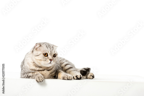 Studio Shot Of Adorable Striped British Shorthair Cat Isolated On