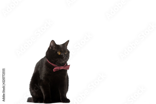 Black British Shorthair Cat In Bow Tie Looking Away Isolated On