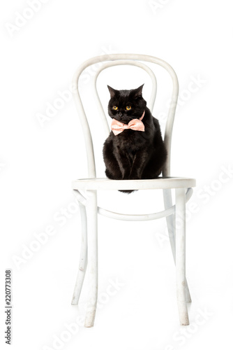 Studio Shot Of Black British Shorthair Cat In Pink Bow Tie Sitting