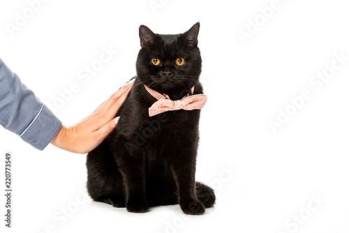 Partial View Of Woman Touching Black British Shorthair Cat In Pink