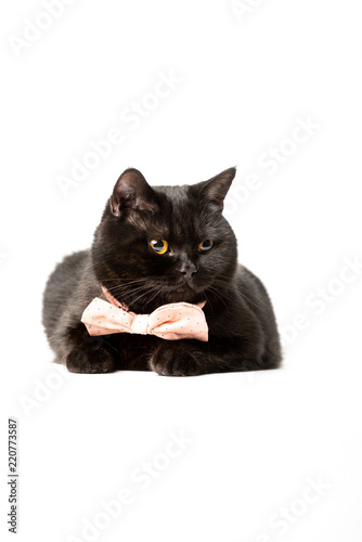 Funny Black British Shorthair Cat In Pink Bow Tie Isolated On