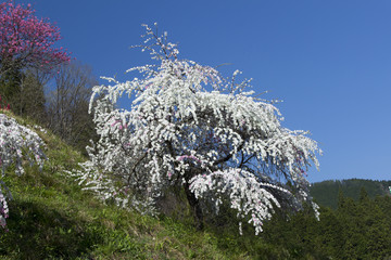 小川の花桃／岐阜県郡上市