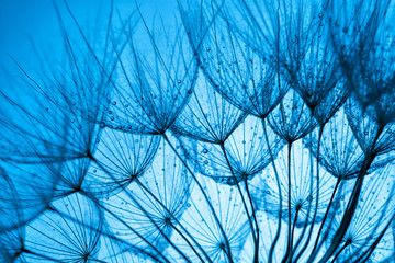 Wall Mural - blue dandelion background