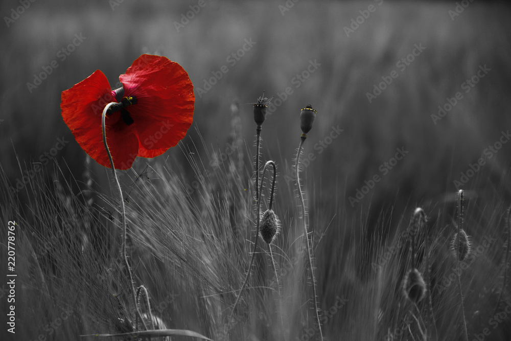 Poppy flower or papaver rhoeas poppy with the light behind in Italy remembering 1918, the Flanders Fields poem by John McCrae and 1944, The Red Poppies on Monte Cassino song by Feliks Konarski
 - obrazy, fototapety, plakaty 