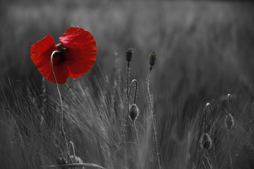 Poppy flower or papaver rhoeas poppy with the light behind in Italy remembering 1918, the Flanders Fields poem by John McCrae and 1944, The Red Poppies on Monte Cassino song by Feliks Konarski
