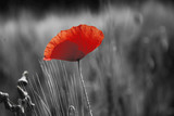 Fototapeta Maki - Poppy flower or papaver rhoeas poppy with the light behind in Italy remembering 1918, the Flanders Fields poem by John McCrae and 1944, The Red Poppies on Monte Cassino song by Feliks Konarski
