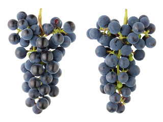 Wall Mural - A bunch of sour black Isabella grapes - a view from both sides